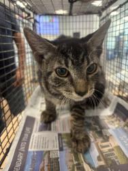 Shelter Stray Male Cat last seen , 14409 Vanowen St, Van Nuys, CA 91405, USA