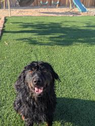Lost Male Dog last seen Aster, Victorville, CA 92392