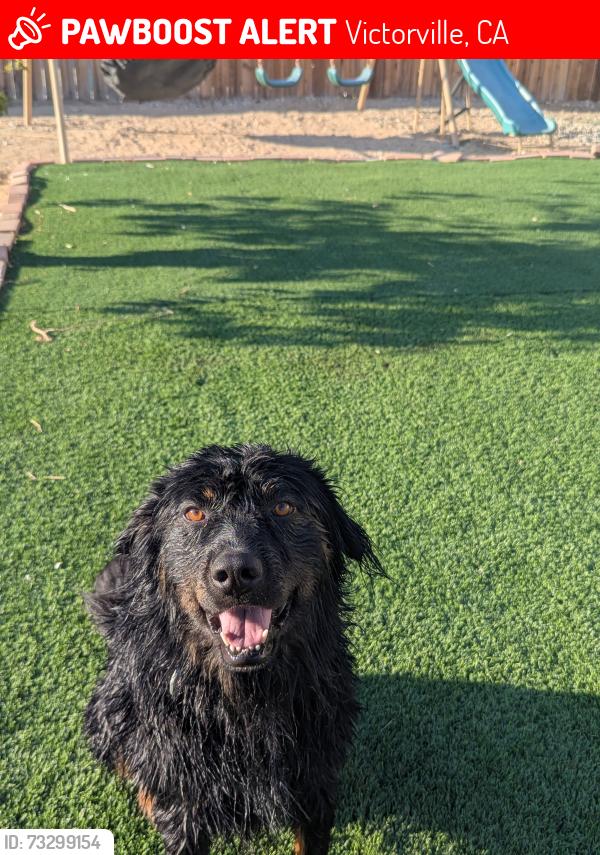 Lost Male Dog last seen Aster, Victorville, CA 92392