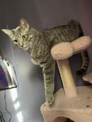 Reunited Male Cat last seen Hawbuck Street, close to mitchell boulevard., Trinity, FL 34655