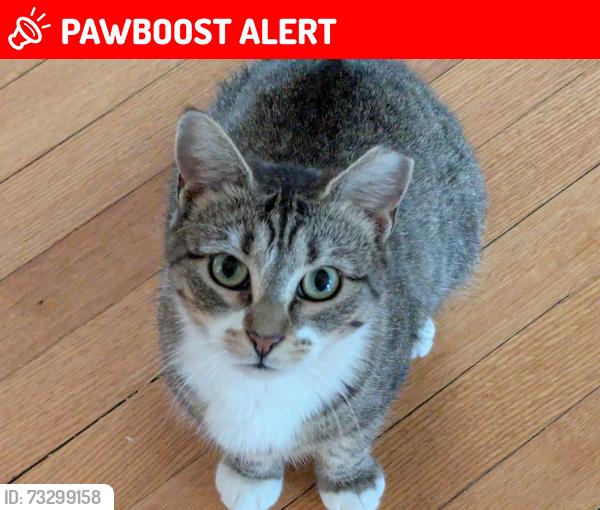 Lost Male Cat last seen Bravata Dr, Huntington Harbour, Huntington Beach, CA 92649
