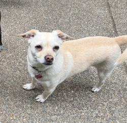 Lost Female Dog last seen SW Pacific Highway, Sherwood, OR 97140
