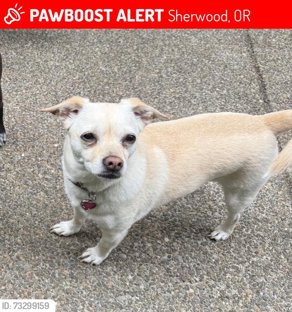 Lost Female Dog last seen SW Pacific Highway, Sherwood, OR 97140