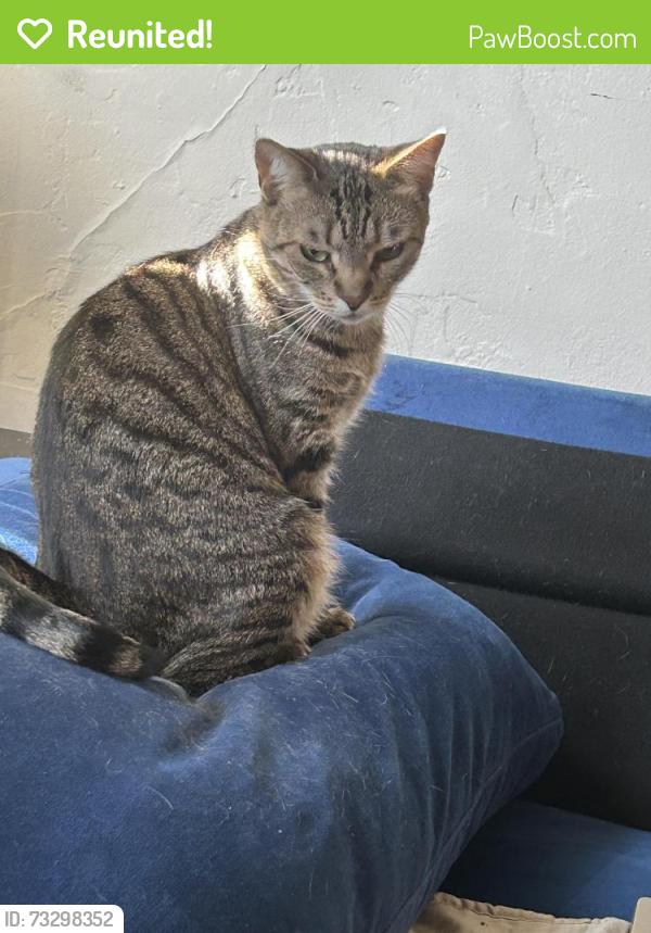 Reunited Female Cat last seen Kearney and Waldo, El Cerrito, CA 94530