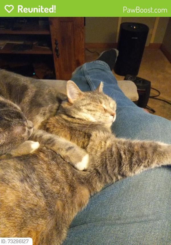 Reunited Female Cat last seen Breezy vista ln., York, PA 17406
