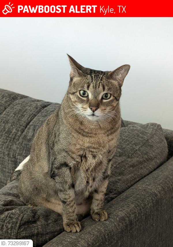 Lost Male Cat last seen Arbor knot dr, Kyle, TX 78640