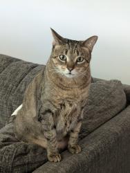 Lost Male Cat last seen Arbor knot dr, Kyle, TX 78640