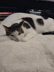 Lost Male Cat last seen Kambah, Kambah, ACT 2902
