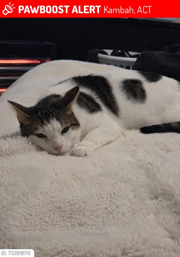 Lost Male Cat last seen Kambah, Kambah, ACT 2902