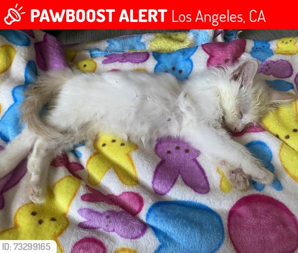 Lost Female Cat last seen Los Angeles Flower Mall, Los Angeles, CA 90014