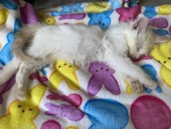 Lost Female Cat last seen Los Angeles Flower Mall, Los Angeles, CA 90014