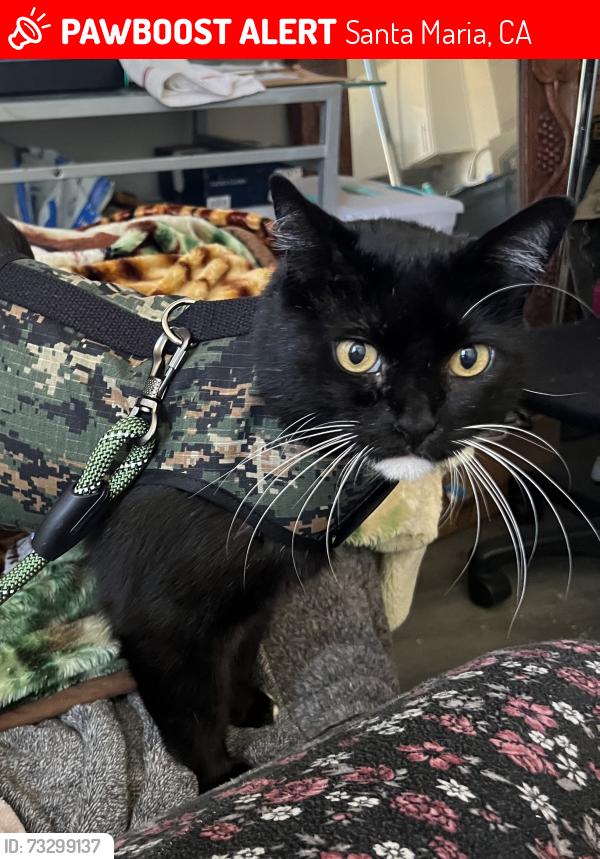 Lost Male Cat last seen E. Stowell, Plaza Dr, S.Miller, Santa Maria, CA 93454