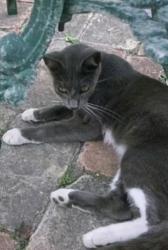 Lost Male Cat last seen Near E. Levee St., Brownsville, TX 78520