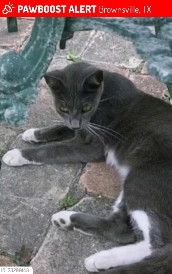 Lost Male Cat last seen Near E. Levee St., Brownsville, TX 78520