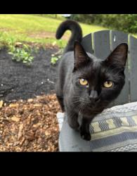 Lost Male Cat last seen valley brook road and fantasy lane, Decatur, GA 30033