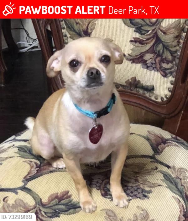 Lost Male Dog last seen Spencer, Deer Park, TX 77536