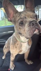 Reunited Male Dog last seen E 30th St, Indianapolis, IN 46220
