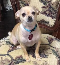 Lost Male Dog last seen Spencer, Deer Park, TX 77536