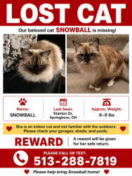 Lost Female Cat last seen Stanton dr, Springboro, OH 45066