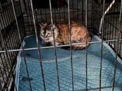 Reunited Unknown Cat last seen Oakland city stables, Oakland, CA 94619
