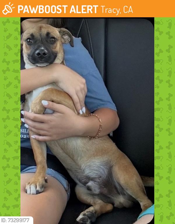 Found/Stray Male Dog last seen Holly, Tracy, CA 95376