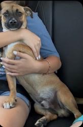Found/Stray Male Dog last seen Holly, Tracy, CA 95376