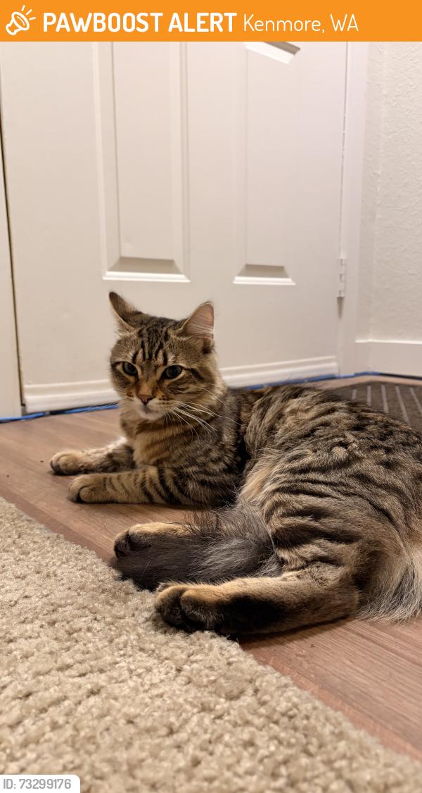 Found/Stray Male Cat last seen Timbers apmts, Kenmore, WA 98028
