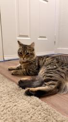 Found/Stray Male Cat last seen Timbers apmts, Kenmore, WA 98028