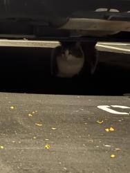 Found/Stray Unknown Cat last seen in the parking lot next to the church, across the street from nimbus apmt building., Everett, WA 98201