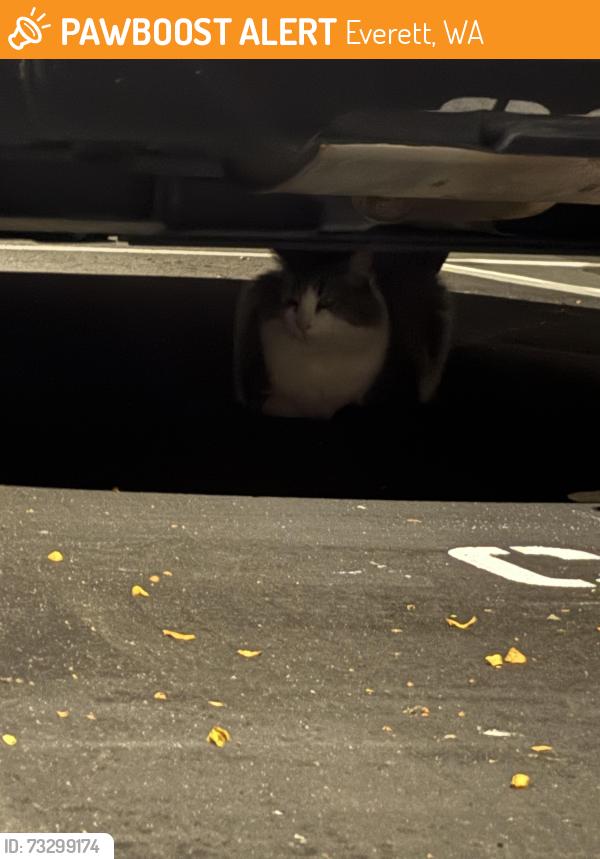 Found/Stray Unknown Cat last seen in the parking lot next to the church, across the street from nimbus apmt building., Everett, WA 98201