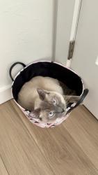 Reunited Male Cat last seen Reno Ave and Sara Rd, Oklahoma City, OK 73127