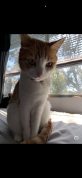 Reunited Male Cat last seen Via Sonora Oceanside CA, Oceanside, CA 92054