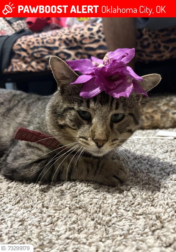 Lost Male Cat last seen North Rockwell ave, Oklahoma City, OK 73127