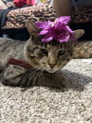 Lost Male Cat last seen North Rockwell ave, Oklahoma City, OK 73127