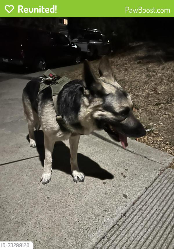 Reunited Male Dog last seen West Leland, Pittsburg, CA 94565