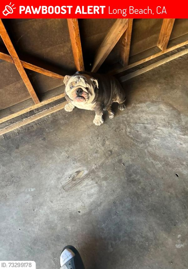 Lost Male Dog last seen near cedar & willow, Long Beach, CA 90806