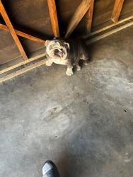 Lost Male Dog last seen near cedar & willow, Long Beach, CA 90806