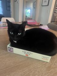 Lost Female Cat last seen S Gordon. And Westmeath, Atlanta, GA 30310