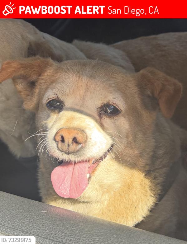 Lost Male Dog last seen Division St & Valencia Pkwy, San Diego, CA 92114