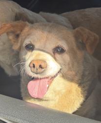 Lost Male Dog last seen Division St & Valencia Pkwy, San Diego, CA 92114
