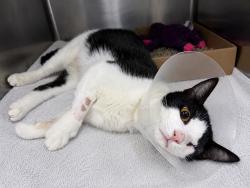 Shelter Stray Female Cat last seen found on 1st floor hallway of 217 W 62nd Street, NEW YORK, NY, 10023, 326 E 110th St, New York, NY 10029, USA