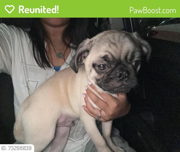 Reunited Male Dog last seen The Summit apmt Complex, San Antonio, TX 78232
