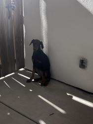 Found/Stray Unknown Dog last seen UTRGV, Edinburg, TX 78541