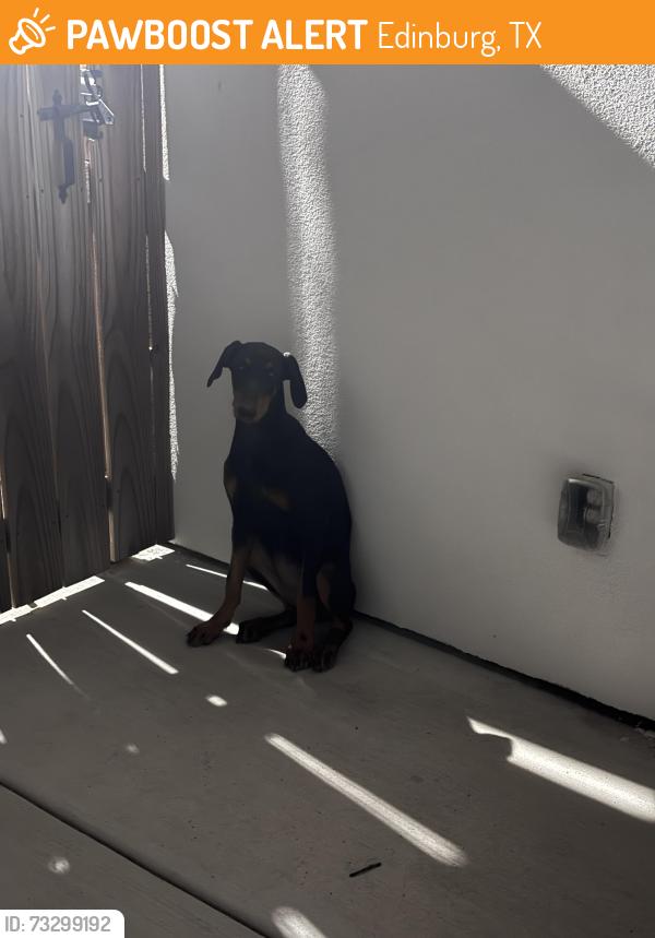 Found/Stray Unknown Dog last seen UTRGV, Edinburg, TX 78541