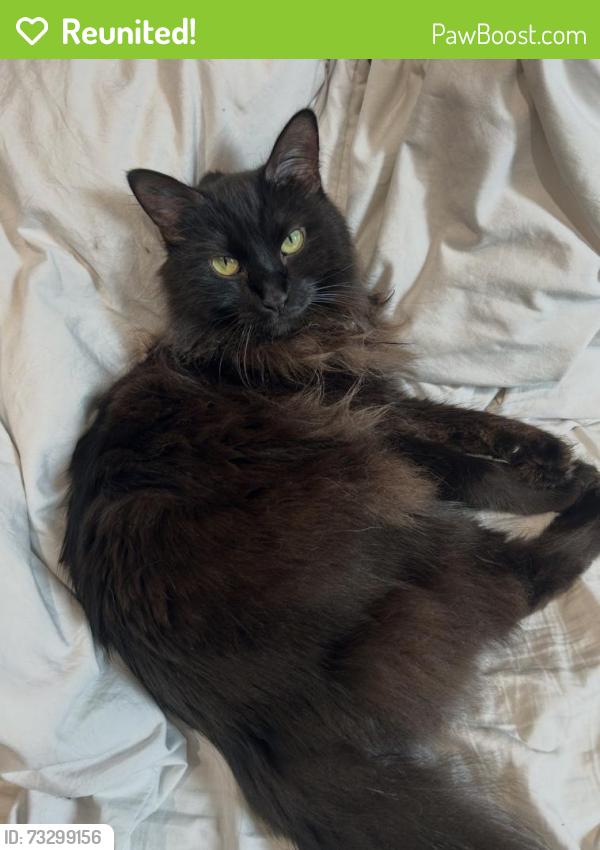 Reunited Female Cat last seen La Brea, Los Angeles, CA 90036