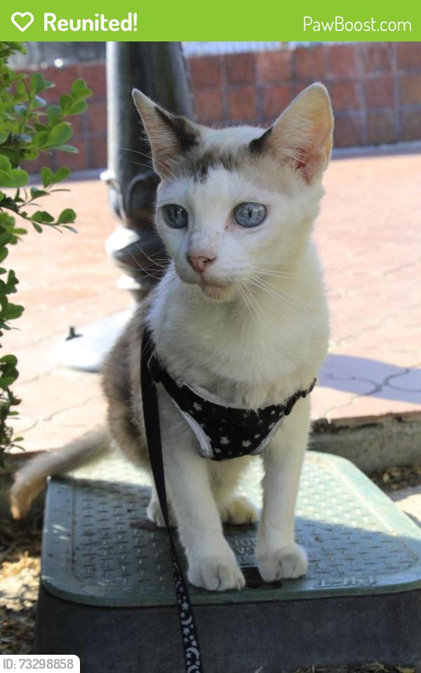 Reunited Female Cat last seen Mothers Beach, Naples, Long Beach, Long Beach, CA 90803