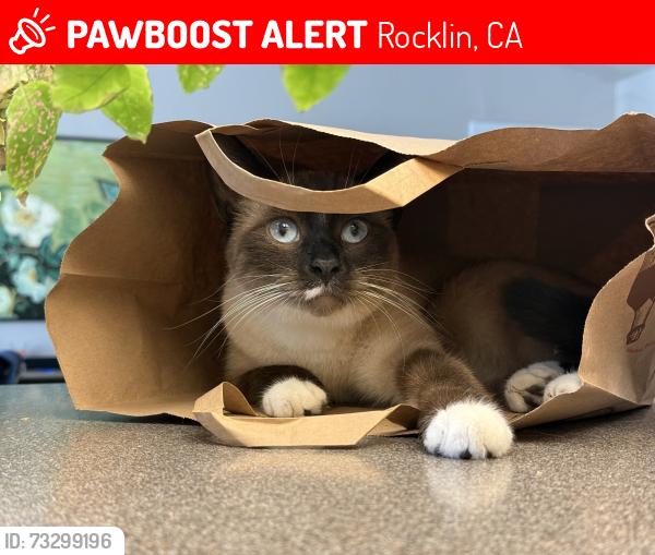 Lost Female Cat last seen Mountain View Dr, Rocklin, CA 95677