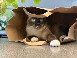 Lost Female Cat last seen Mountain View Dr, Rocklin, CA 95677