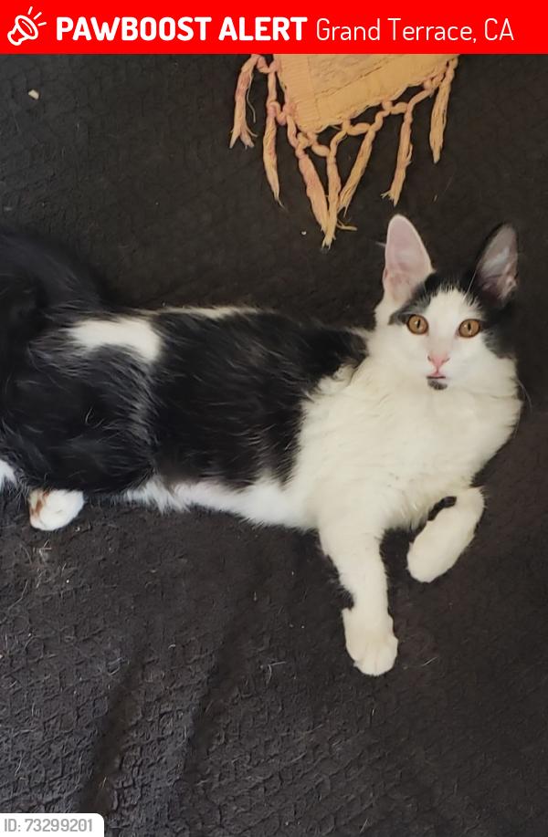 Lost Female Cat last seen Aliss, Grand Terrace, CA 92313
