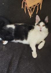 Lost Female Cat last seen Aliss, Grand Terrace, CA 92313